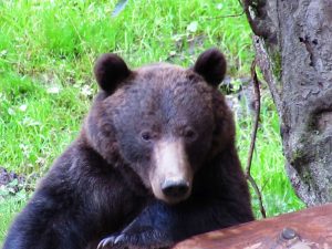Brown bear relaxing on a fallen tree