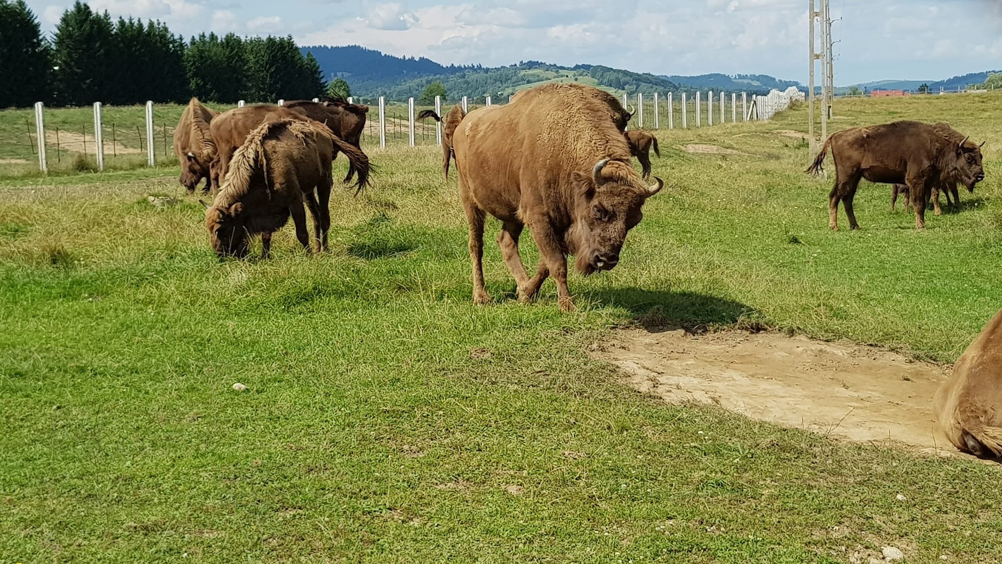 Bison Reserve near Brasov