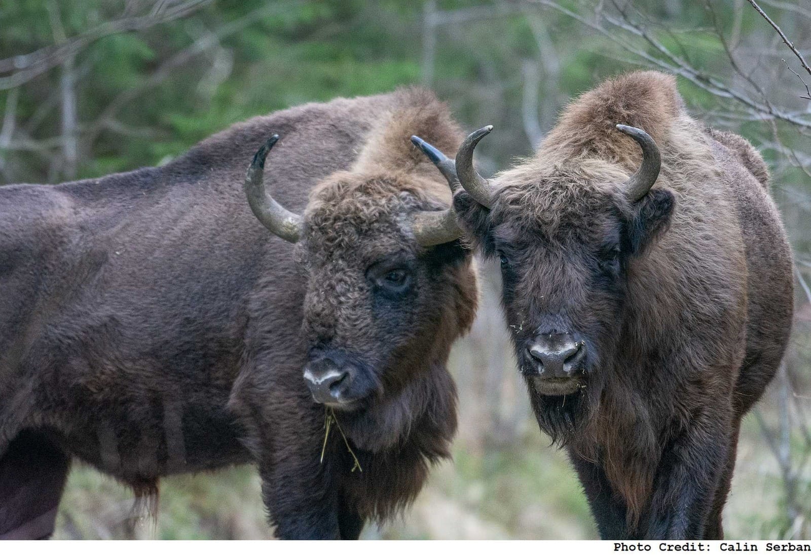 See bison in Romania