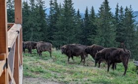 See bison in Romania