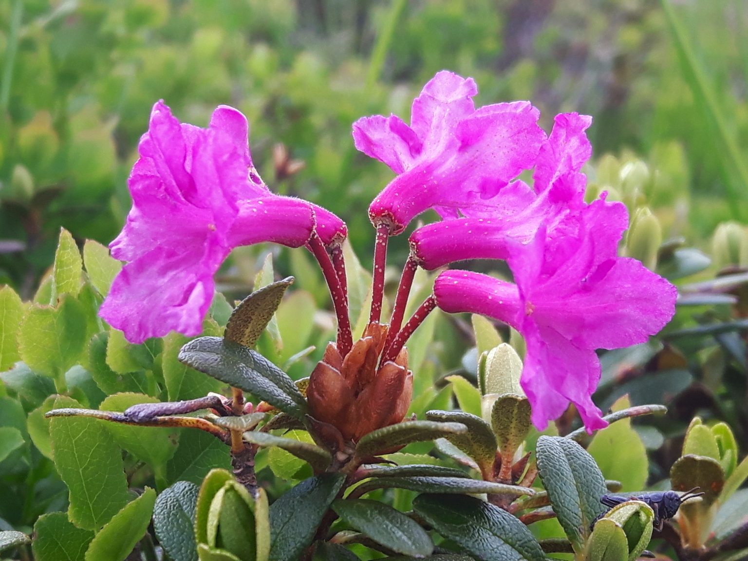 Wildflowers in Romania Outdoor Holidays