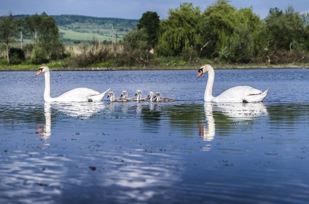 Can I travel to Romania - swans with chicks sitting together