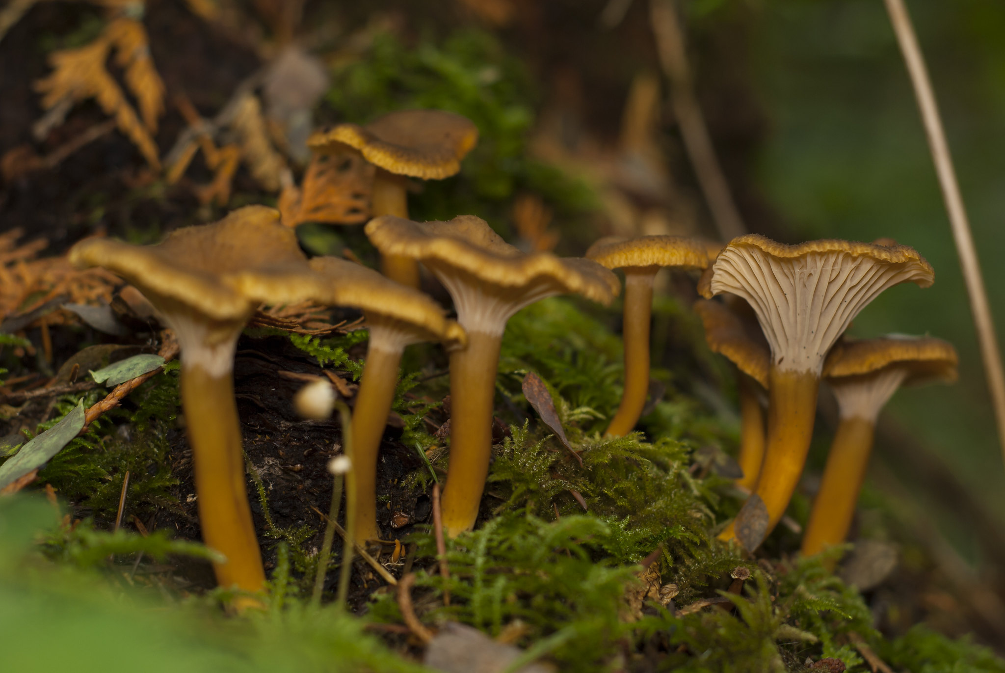 Chanterelle mushroom in Romania