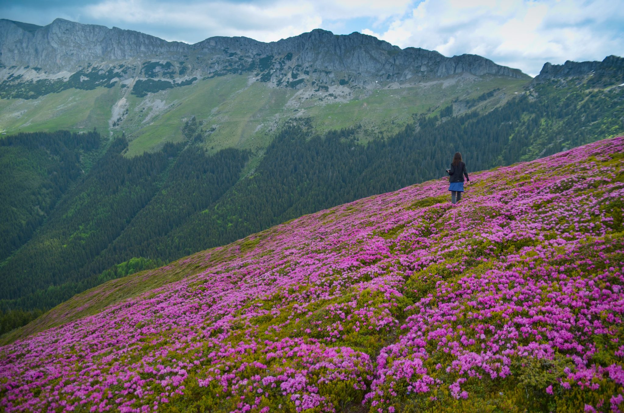 Landscape with rhododendron in Bucegi mountains, Romania