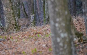 Lempeș hill - deer in the forest