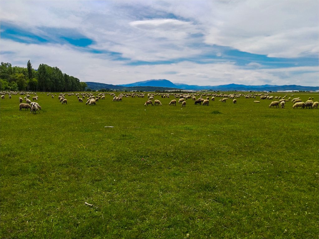 Sheep near Brasov