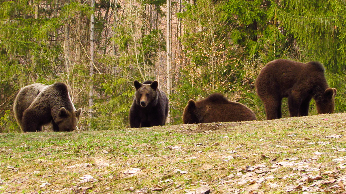 Four bears - wildlife tour in Romania
