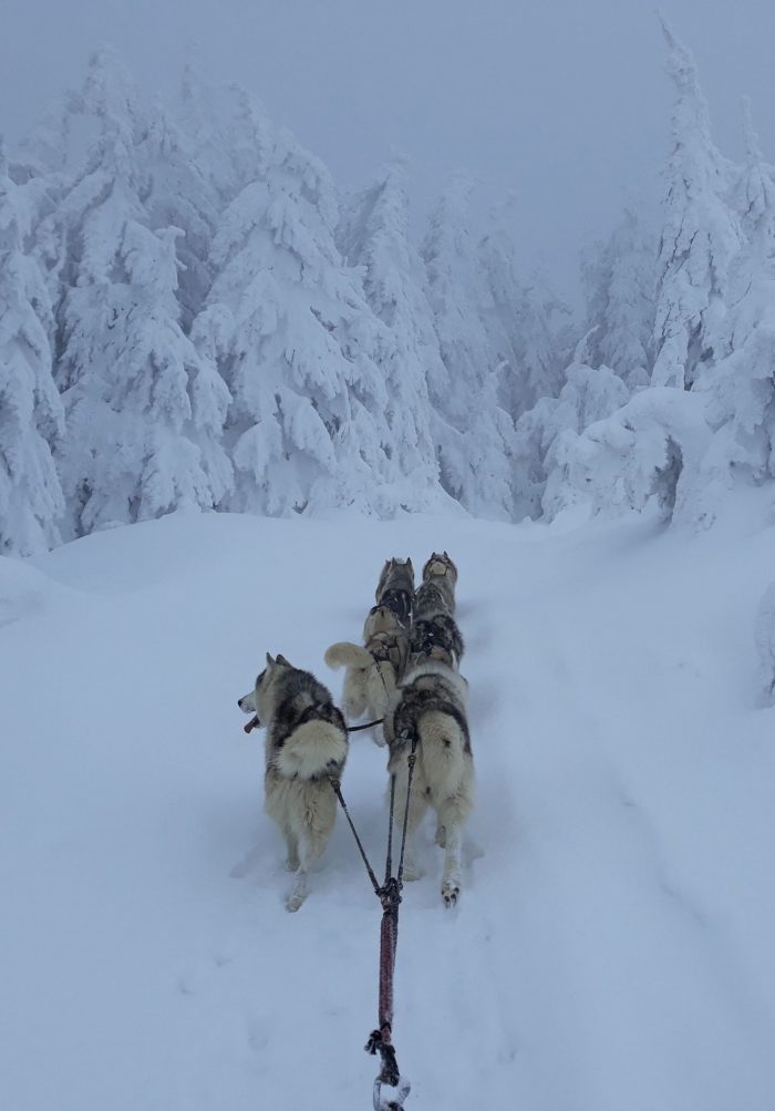 Ethical Dog Sledding Romania Tour
