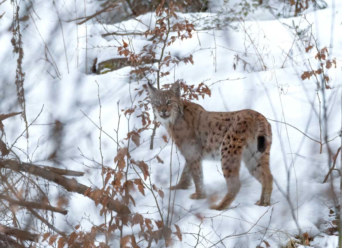 Eurasian Lynx in the snow – Lynx Tracking Carpathians