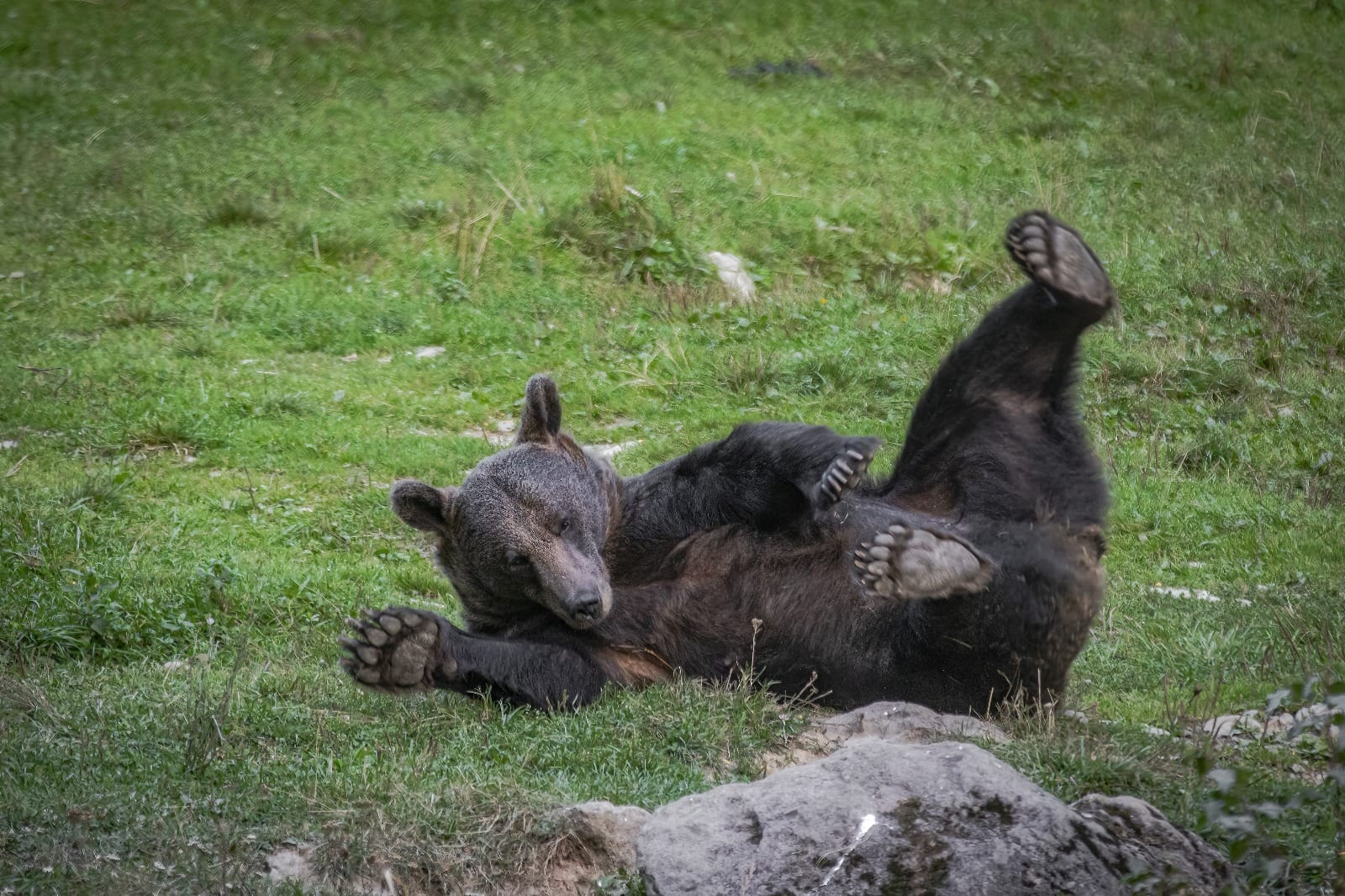 Wildlife tours in Romania: Brown bear in its natural habitat in the Carpathian wilderness.