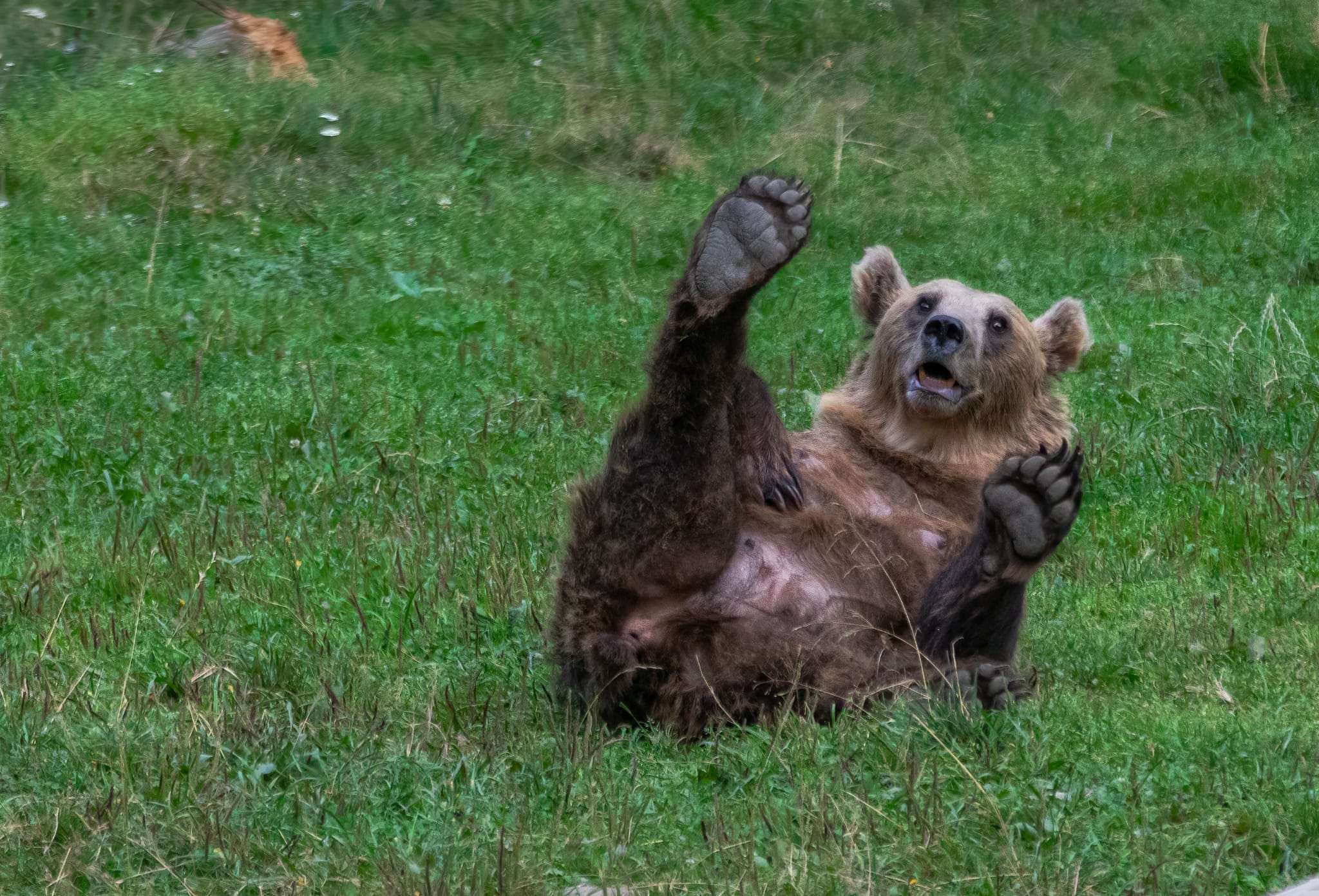 A playful brown bear spotted in the Carpathian wilderness of Romania.