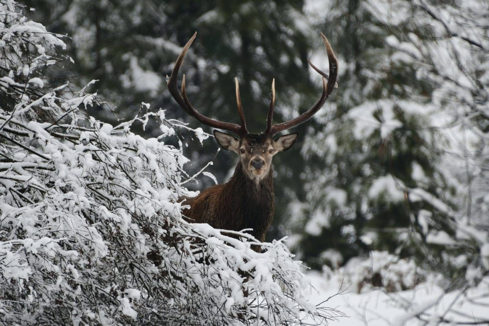Red deer stag in snowy forest winter wildlife tracking Transylvania